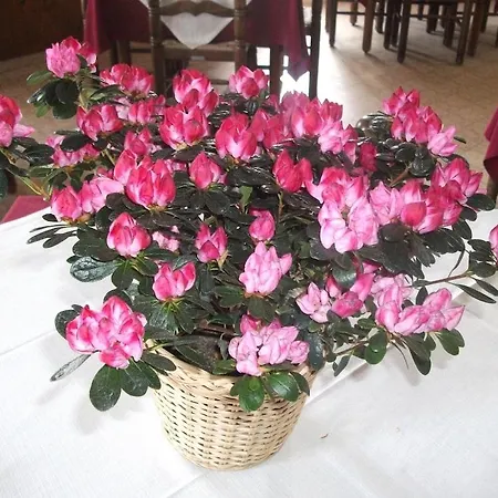 Breglia Hotel Lake Como